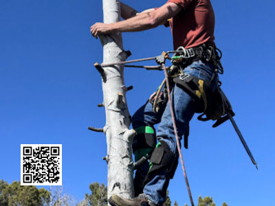 emergency tree removal near me